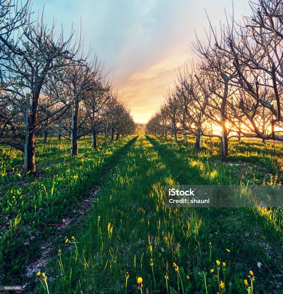 Sonnendurchfluteten Orchard - Lizenzfrei Agrarbetrieb Stock-Foto