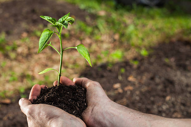 istock Planting Seedlings Vegetable Garden 155421355