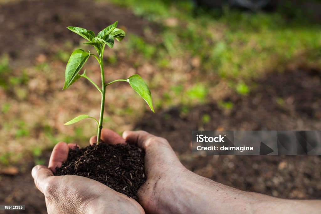 Посадка деревьев Огород - Стоковые фото Green Thumb - английское выражение ро�ялти-фри