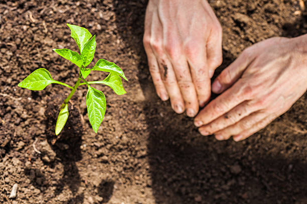 istock Planting Seedlings Vegetable Garden 155421368