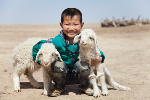 Happy Chinese boy with his lambs outdoor, Mongolian Ethnicity.
