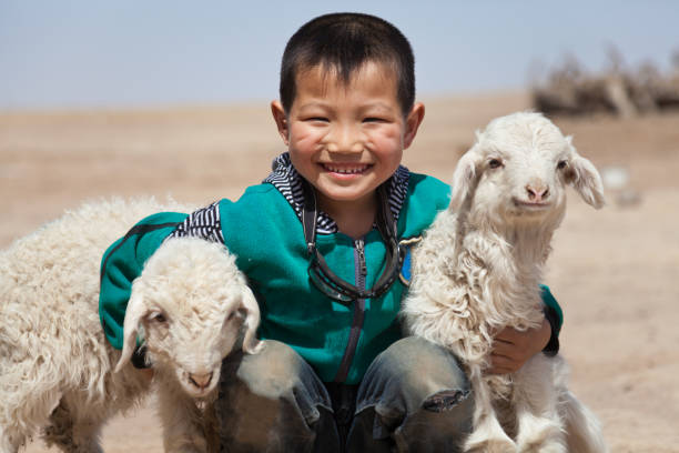 istock Happy Chinese boy with his lambs outdoor 155421451