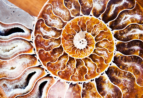 Ammonite: An extinct group of marine invertebrate animals in the subclass Ammonoidea of the class Cephalopoda.