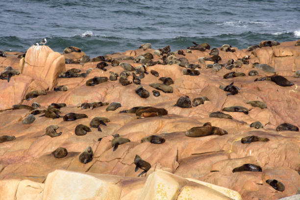 istock Colony of Sea Lions 1554218242