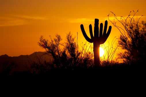 Beautiful sunset colors shine through the silhouettes of saguaro cactus, ocotillo, Tucson Mountains, and scrub bush of the Sonoran Desert in Saguaro National Park in Tucson, Arizona.