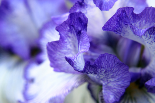 Bearded iris with ruffled purple blue petals. Macro image with shallow depth of field.