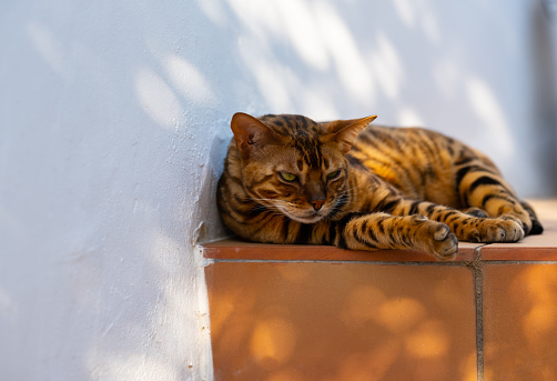 Domestic bengal cat resting on the terrace. Hot sunny summer day outdoors in the back yard, Catalonia, Spain