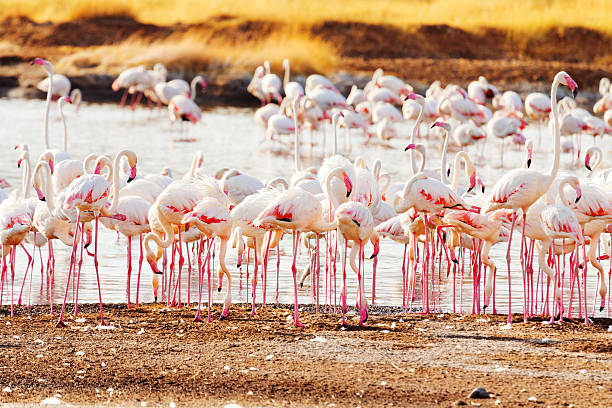 Flamingos near Bogoria Lake, Kenya  lake bogoria stock pictures, royalty-free photos & images