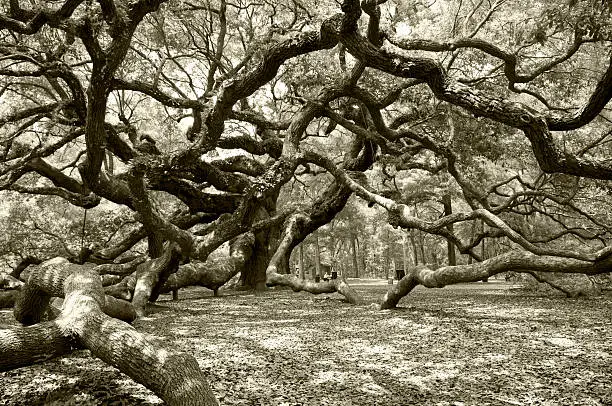 Photo of Ancient angel live oak in Charleston