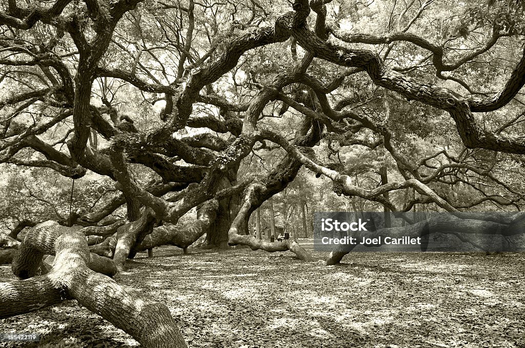 Starożytny angel live oak w Charleston - Zbiór zdjęć royalty-free (Charleston - Stan Karolina Południowa)