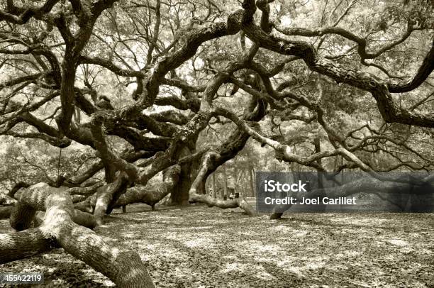 Starożytny Angel Live Oak W Charleston - zdjęcia stockowe i więcej obrazów Charleston - Stan Karolina Południowa - Charleston - Stan Karolina Południowa, Stan Karolina Południowa, Baldachim drzew