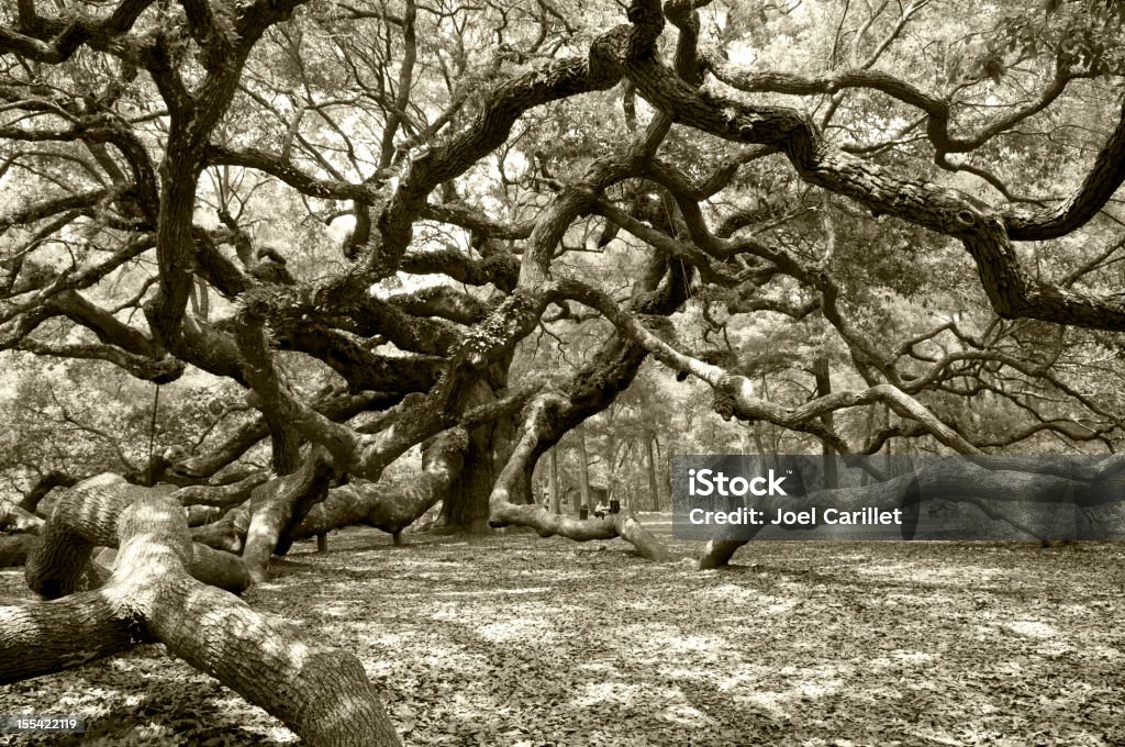 Antiga angel live oak em Charleston - Royalty-free Charleston - Carolina do Sul Foto de stock