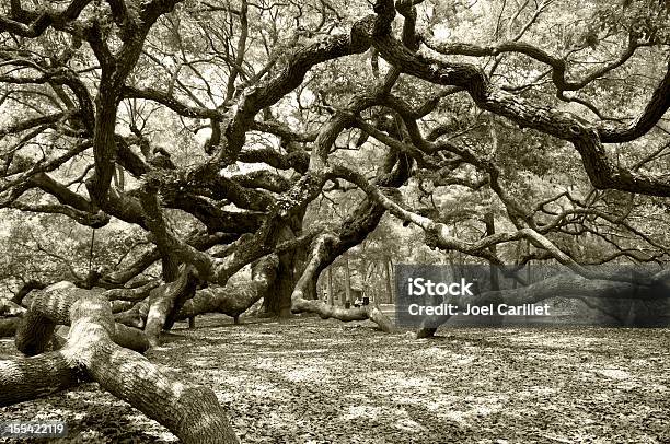 Antiga Angel Live Oak Em Charleston - Fotografias de stock e mais imagens de Charleston - Carolina do Sul - Charleston - Carolina do Sul, Carolina do Sul, Alto - Descrição Física