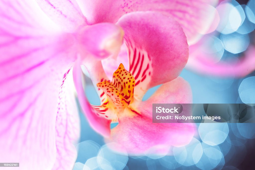 ORCHIDÉE ROSE gros plan - Photo de Orchidée libre de droits