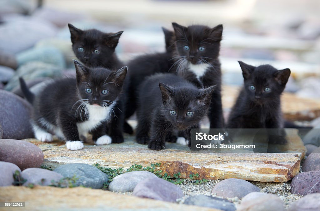 Young Kittens fuera de Rocks - Foto de stock de Gatito libre de derechos