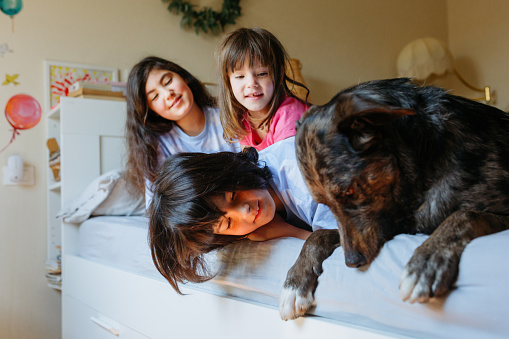 side view on three children sitting on the parents bed and playing with their big grey dog