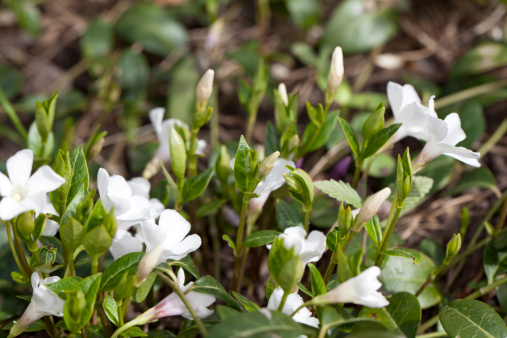 White periwinkle in early spring. Need more options? Click on a lightbox below for similar files.
