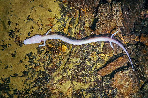 Olm, Proteus anguinus (human fish) Olm, Proteus anguinus (human fish) in the subterranean waters of Karst region in Slovenia. proteus anguinus stock pictures, royalty-free photos & images
