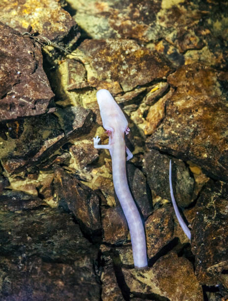 Olm, Proteus anguinus (human fish) Olm, Proteus anguinus (human fish) in the subterranean waters of Karst region in Slovenia.
[url=file_closeup.php?id=20275488][img]file_thumbview_approve.php?size=1&id=20275488[/img][/url] [url=file_closeup.php?id=20274604][img]file_thumbview_approve.php?size=1&id=20274604[/img][/url] [url=file_closeup.php?id=20256174][img]file_thumbview_approve.php?size=1&id=20256174[/img][/url] [url=file_closeup.php?id=20256049][img]file_thumbview_approve.php?size=1&id=20256049[/img][/url] proteus anguinus stock pictures, royalty-free photos & images