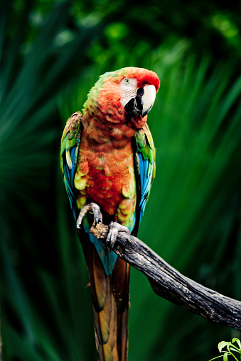 Macaw in the middle of the Amazon rainforest