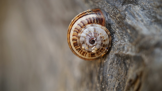 snail in the rock