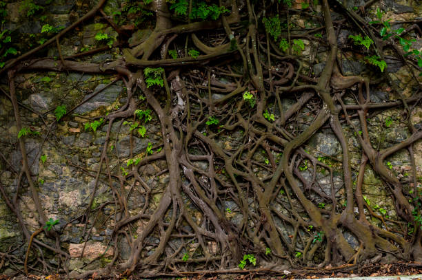 istock tree roots stuck in old stone wall in nature location 1554229921