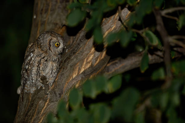 istock The owl is up in the tree at night, looking around. 1554234086