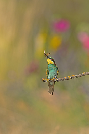 The European Bee-eater eats the butterfly it catches.