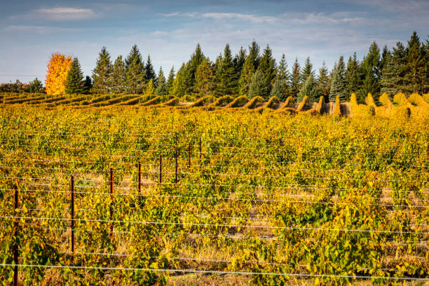 istock Vineyard in fall with rows of grape plants with hill going up with support steady sticks, Dunham, Quebec, Canada 1554242152