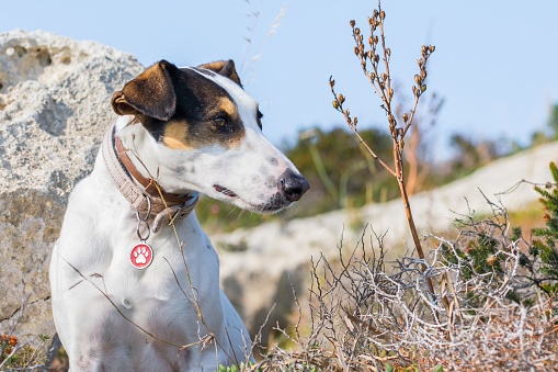 Close-up of the face of a fox terrier and pointer cross mix breed dog, with hazel eyes, in the Maltese countryside, among rocks and bushes