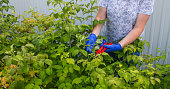 woman with a hidden face in gloves cuts green raspberry branches
