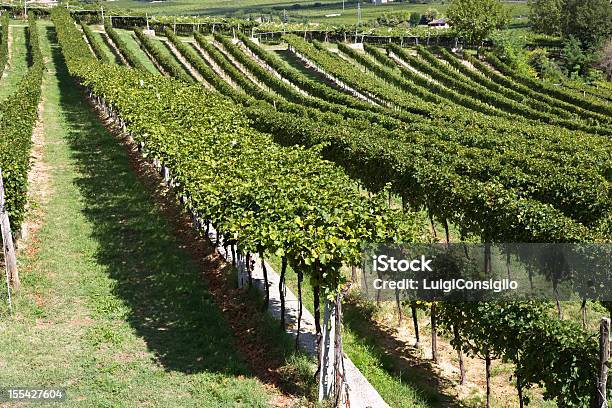 Fila Di Vite - Fotografie stock e altre immagini di Agricoltura - Agricoltura, Ambientazione esterna, Autunno