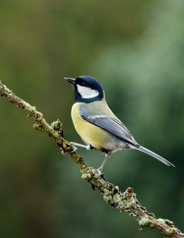 Geat Tit on a twig with plain green background