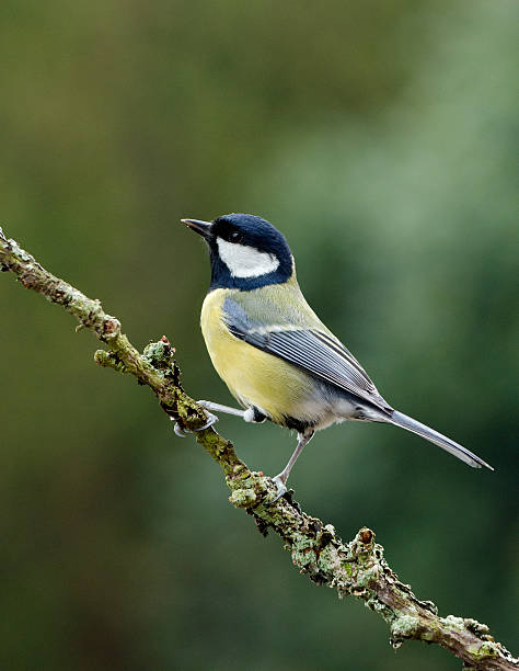 Geat Tit perching on a twig Geat Tit on a twig with plain green background titmouse stock pictures, royalty-free photos & images