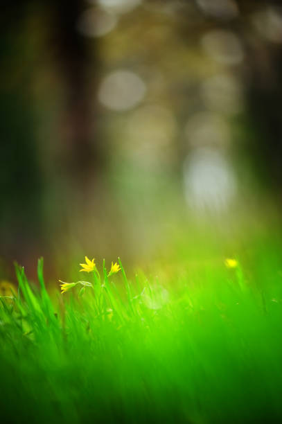 istock Yellow Star-of-Betlehem 155427696