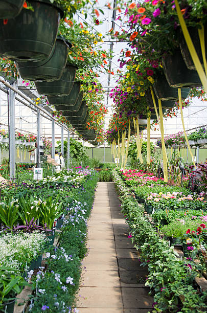 istock Flower Greenhouse 155427797