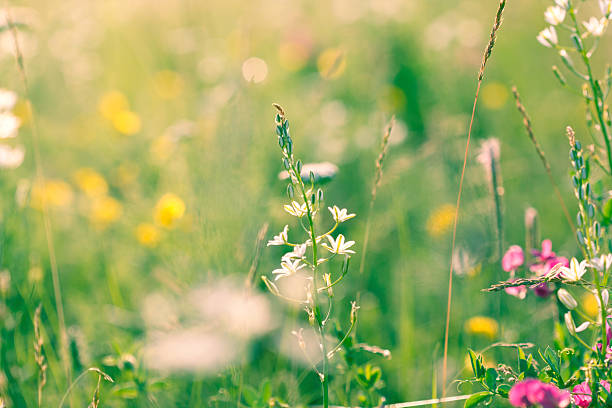 istock Wildflowers on the meadow 155427806