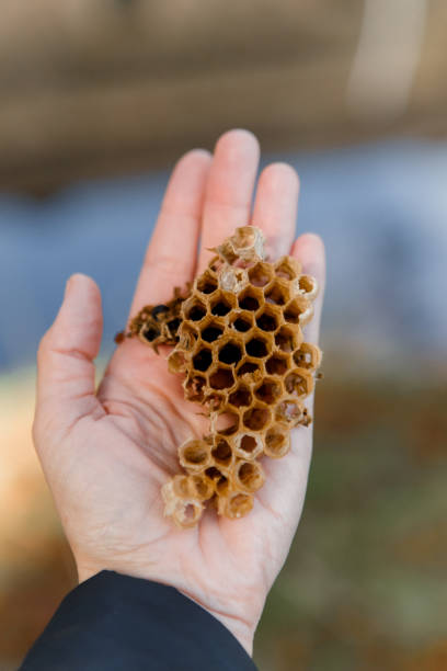 istock natural bee honeycomb hand honey eco products 1554279996