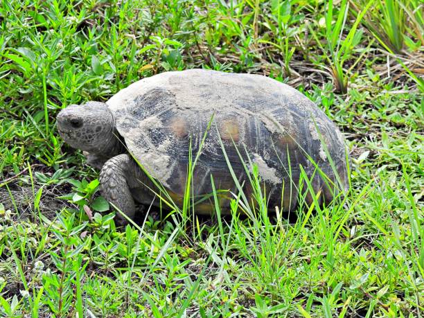 tortuga gopher (gopherus polyphemus) - caminando en la hierba - turtle grass fotografías e imágenes de stock