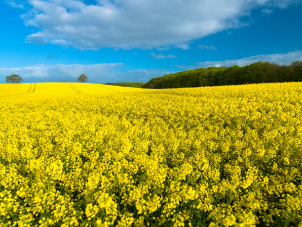 istock blooming canola field, schleswig-holstein 155428034