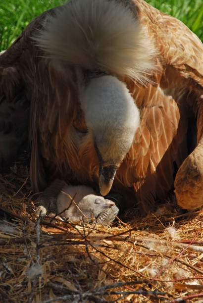 istock Griffon Vulture on bird`s nest 155428191