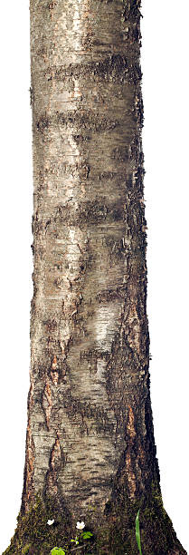 tronco isolado - bark isolated part of white - fotografias e filmes do acervo