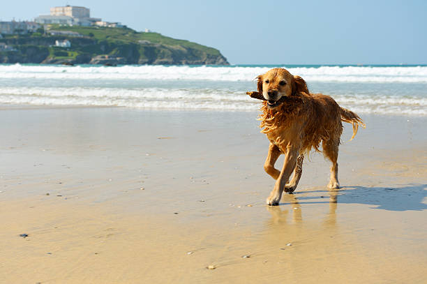 A young golden retriever with a piece of wood in his mouth running on the beach. Location: Newquay, Cornwall, UK.
