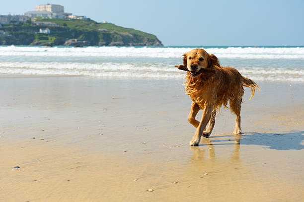 Golden Retriever Running on the Beach A young golden retriever with a piece of wood in his mouth running on the beach. Location: Newquay, Cornwall, UK. groyne photos stock pictures, royalty-free photos & images