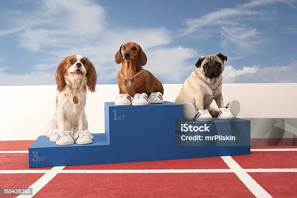 Tres De Perros En Podio Del Ganador Foto de stock y más banco de imágenes de Perro - Perro, Podio del ganador, Exhibición canina