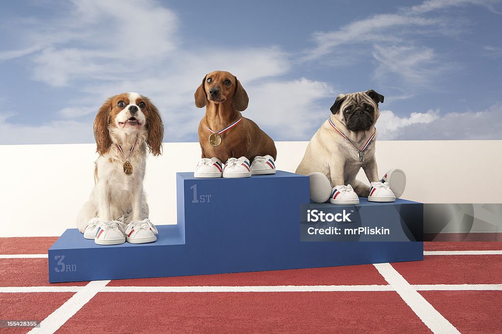 Three dogs on Winners Podium Fun shot of three small dogs on a winners podium. Spaniel, Daschund and Pug. Dog Show Stock Photo