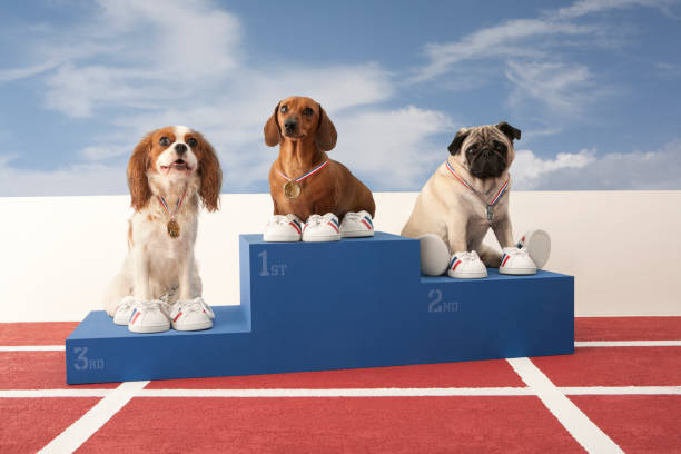 trzy psy na podium - dachshund dog small canine zdjęcia i obrazy z banku zdjęć