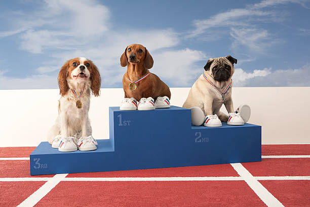 três cães no pódio - dachshund color image dog animal imagens e fotografias de stock