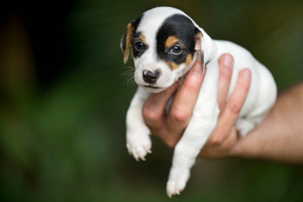 istock puppy in hand 155428417