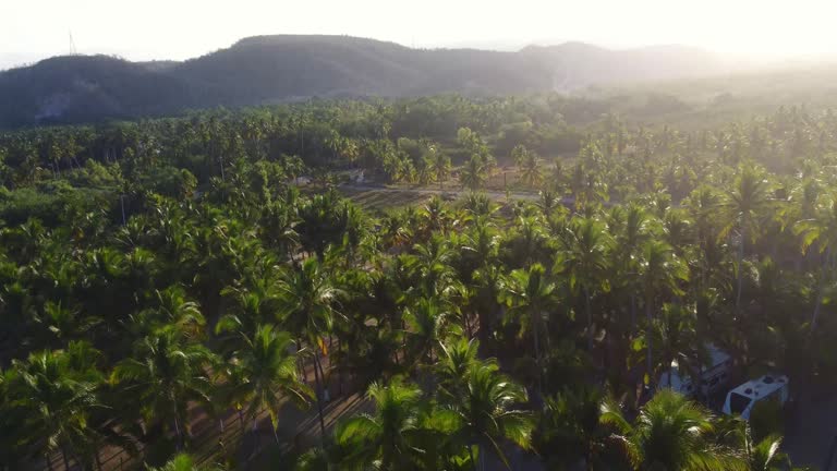 Drone flight over a palm grove in the camping site d